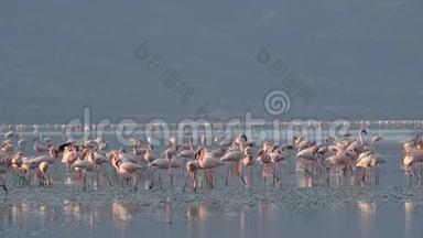 纳特龙湖上的火烈鸟殖民地。 小火烈鸟学名：腓尼基普勒斯小调.. 坦桑尼亚、非洲4k
